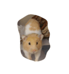 tootoohamster2.0（個別スタンプ：4）