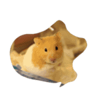 tootoohamster2.0（個別スタンプ：6）