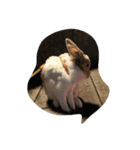 tootoohamster2.0（個別スタンプ：7）