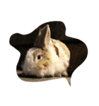 tootoohamster2.0（個別スタンプ：8）