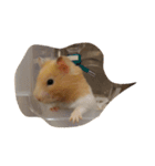 tootoohamster2.0（個別スタンプ：9）