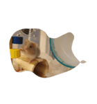 tootoohamster2.0（個別スタンプ：10）