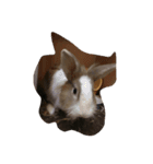 tootoohamster2.0（個別スタンプ：11）