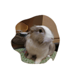 tootoohamster2.0（個別スタンプ：12）