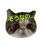 鼻ぺちゃ猫ちゃんのひとことスタンプ③（個別スタンプ：3）