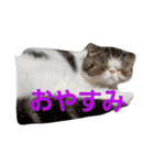 鼻ぺちゃ猫ちゃんのひとことスタンプ③（個別スタンプ：4）