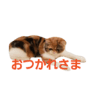 鼻ぺちゃ猫ちゃんのひとことスタンプ③（個別スタンプ：8）
