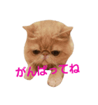 鼻ぺちゃ猫ちゃんのひとことスタンプ③（個別スタンプ：9）