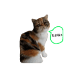 鼻ぺちゃ猫ちゃんのひとことスタンプ③（個別スタンプ：14）