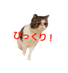 鼻ぺちゃ猫ちゃんのひとことスタンプ③（個別スタンプ：15）