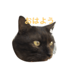 可愛いマロンちゃん（個別スタンプ：1）