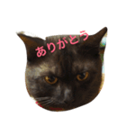 可愛いマロンちゃん（個別スタンプ：2）