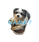 くーちゃんでーす（個別スタンプ：3）