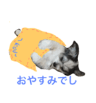 くーちゃんでーす（個別スタンプ：4）