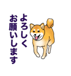 柴犬のリキくん（個別スタンプ：1）