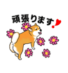 柴犬のリキくん（個別スタンプ：33）