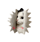 にゃ〜ん（個別スタンプ：1）