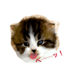 にゃ〜ん（個別スタンプ：2）