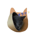 にゃ〜ん（個別スタンプ：5）