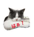 にゃ〜ん（個別スタンプ：7）