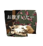 くるみさん（個別スタンプ：19）
