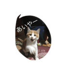 くるみさん（個別スタンプ：33）