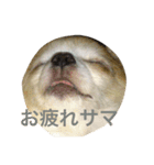 GIN.com（個別スタンプ：5）