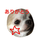 GIN.com（個別スタンプ：8）