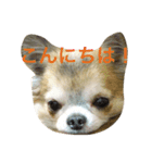 GIN.com（個別スタンプ：11）