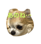 GIN.com（個別スタンプ：13）