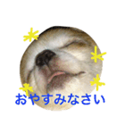 GIN.com（個別スタンプ：14）
