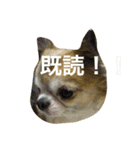GIN.com（個別スタンプ：16）