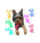 ヨーキーと愉快な仲間たち（個別スタンプ：1）