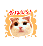 猫写真スタンプ スコ！スコ！キジトラ！（個別スタンプ：1）