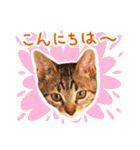 猫写真スタンプ スコ！スコ！キジトラ！（個別スタンプ：2）