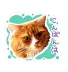 猫写真スタンプ スコ！スコ！キジトラ！（個別スタンプ：3）