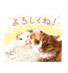 猫写真スタンプ スコ！スコ！キジトラ！（個別スタンプ：4）