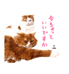 猫写真スタンプ スコ！スコ！キジトラ！（個別スタンプ：5）