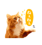 猫写真スタンプ スコ！スコ！キジトラ！（個別スタンプ：6）