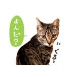 猫写真スタンプ スコ！スコ！キジトラ！（個別スタンプ：7）