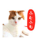 猫写真スタンプ スコ！スコ！キジトラ！（個別スタンプ：9）