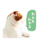 猫写真スタンプ スコ！スコ！キジトラ！（個別スタンプ：10）