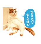 猫写真スタンプ スコ！スコ！キジトラ！（個別スタンプ：11）