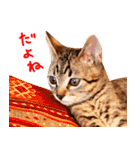 猫写真スタンプ スコ！スコ！キジトラ！（個別スタンプ：12）