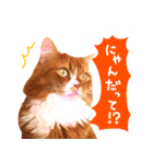 猫写真スタンプ スコ！スコ！キジトラ！（個別スタンプ：13）