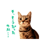 猫写真スタンプ スコ！スコ！キジトラ！（個別スタンプ：14）