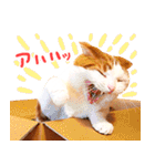 猫写真スタンプ スコ！スコ！キジトラ！（個別スタンプ：15）