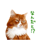 猫写真スタンプ スコ！スコ！キジトラ！（個別スタンプ：17）