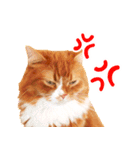 猫写真スタンプ スコ！スコ！キジトラ！（個別スタンプ：18）
