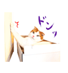 猫写真スタンプ スコ！スコ！キジトラ！（個別スタンプ：19）